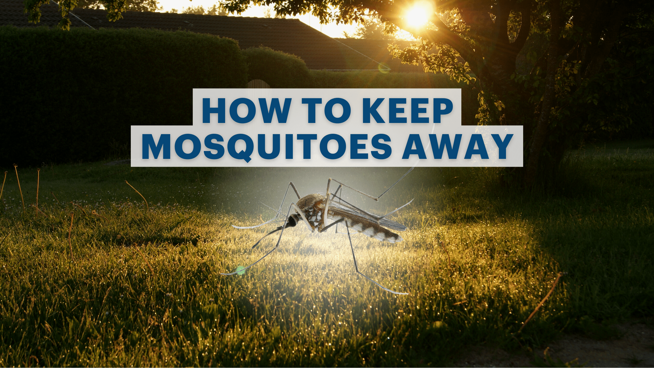 How To Keep Mosquitos Away